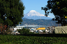 大学側には静岡らしい茶畑とみかんの木があり、富士山もよく望める。