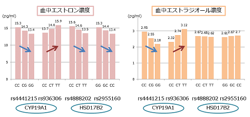 図2：CYP19A1遺伝子・HSD17B2遺伝子の遺伝子型と女性ホルモン濃度との関係